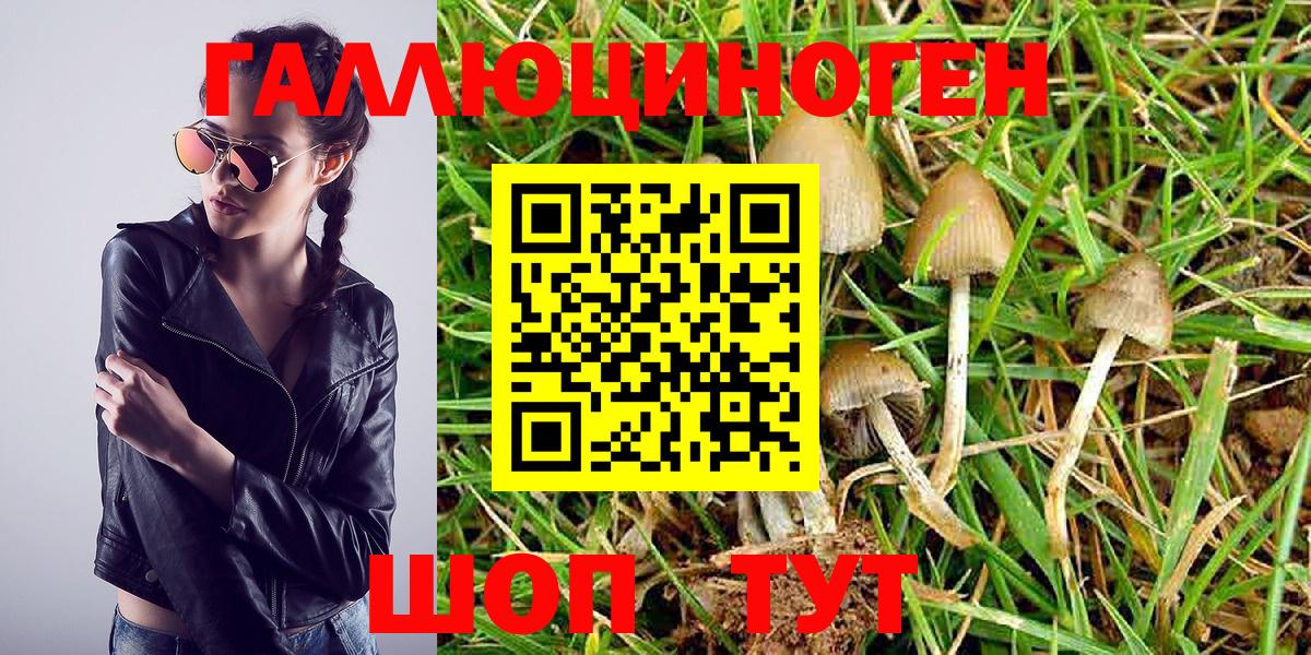 где найти   Псилоцибиновые грибы Psilocybe  Вход с VPN  Красногорск 